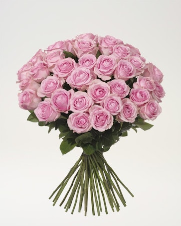 40 rosa rosor