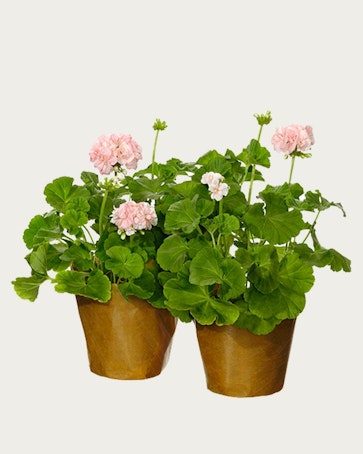 Två pelargoner