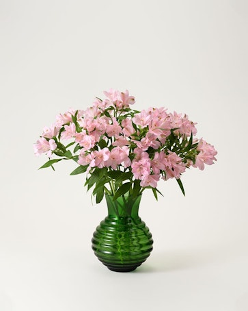 Alstroemeria, rosa