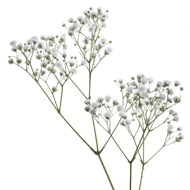 2526
