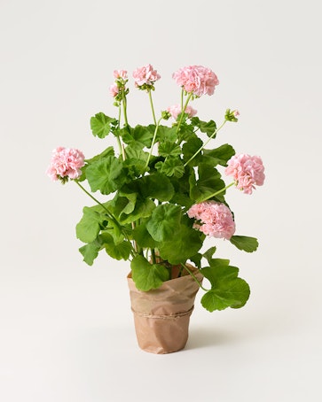 Rosa pelargon